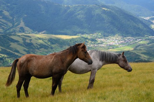 Yin yang black and white horses  feeding on the mountain pasture with mountains and village in background