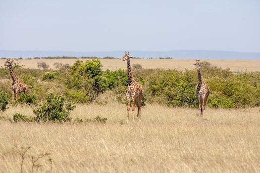 Three giraffe standing in grassland with blue sky background