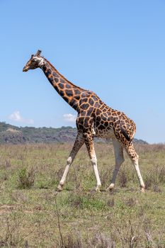 giraffe on a background of grass. Kenya, Africa