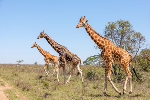 Wild giraffes herd in savannah, Kenya, Africa