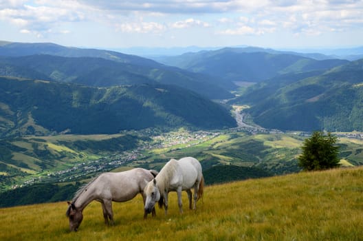 Two white horses feeding on the mountain pasture with mountains and village in background