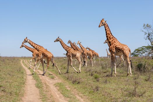 Wild giraffes herd in savannah, Kenya, Africa