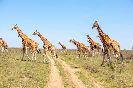 Wild giraffes herd in savannah, Kenya, Africa