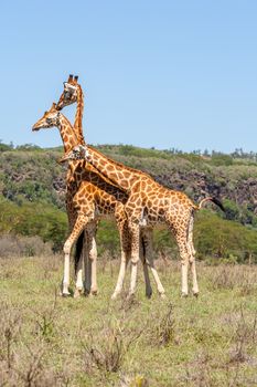 three wild giraffes herd in savannah, Kenya, Africa