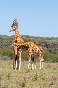 three wild giraffes herd in savannah, Kenya, Africa