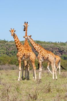 three wild giraffes herd in savannah, Kenya, Africa