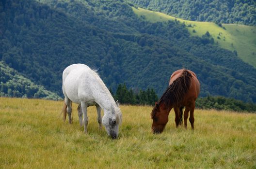 Yin yang black and white horses  feeding on the mountain pasture with mountains in background