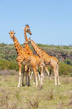 three wild giraffes herd in savannah, Kenya, Africa