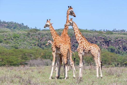 Wild giraffes herd in savannah, Kenya, Africa