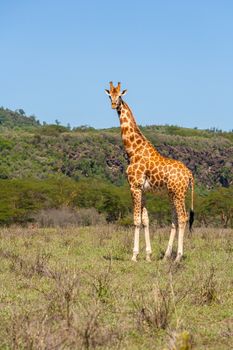 giraffe on a background of grass. Kenya, Africa