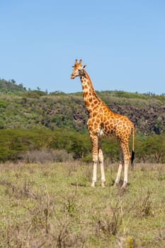 giraffe on a background of grass. Kenya, Africa