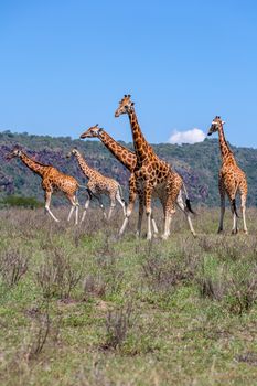 Wild giraffes herd in savannah, Kenya, Africa