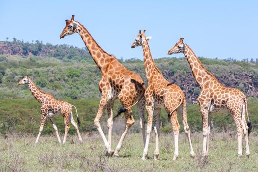 Wild giraffes herd in savannah, Kenya, Africa