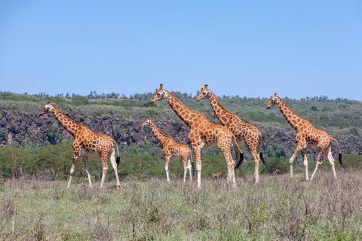 Wild giraffes herd in savannah, Kenya, Africa