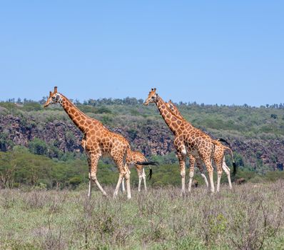 Wild giraffes herd in savannah, Kenya, Africa