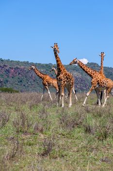 Wild giraffes herd in savannah, Kenya, Africa