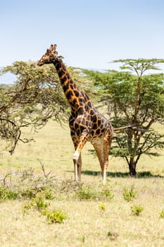 giraffe on a background of grass. Kenya, Africa