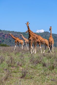 Wild giraffes herd in savannah, Kenya, Africa