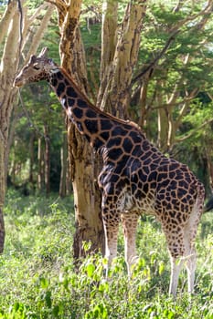 giraffe on a background of grass. Kenya, Africa