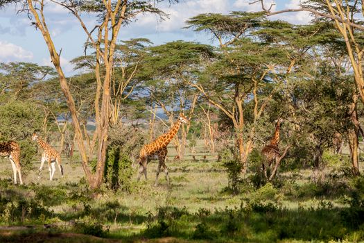 Wild giraffes herd in savannah, Kenya, Africa