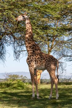 giraffe on a background of grass. Kenya, Africa