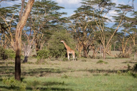 giraffe on a background of grass. Kenya, Africa