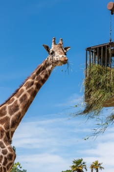 giraffe eating in a zoo on a background of blue sky. Kenya, Africa