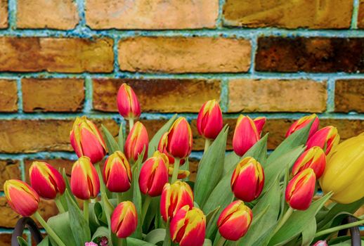 Colorful red and yellow tulip with the brown brick wall
