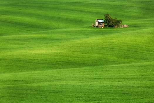 Green field waves with hut, South Moravia, Czech Republic