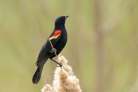  Male Red-winged blackbird perched on some reeds.