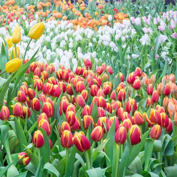 Colorful pink tulip blooming in summer field plantation