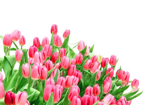 Colorful red tulip flowers, isolated on white background