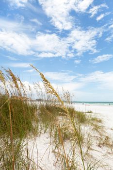 Siesta Key Beach is located on the gulf coast of Sarasota Florida with powdery sand. Shallow depth of field with focus on the grasses.