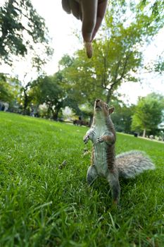 Feeding a wild squirrel a peanut in a public park located in Boston Massachusetts.