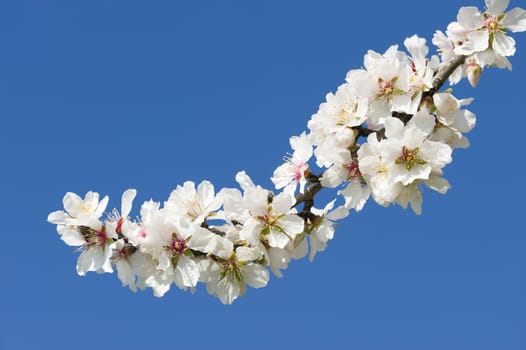 Almond tree flowers in full Spring bloom