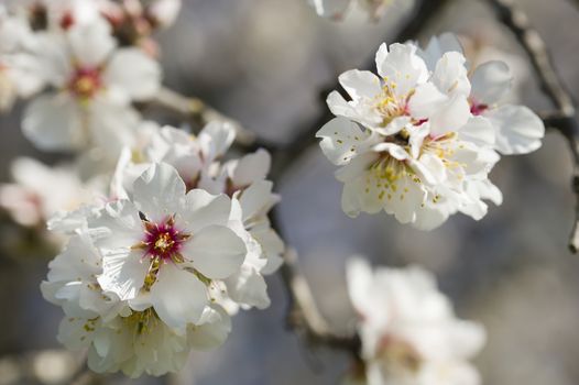 Almond tree flowers in full Spring bloom