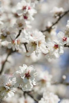 Almond tree flowers in full Spring bloom