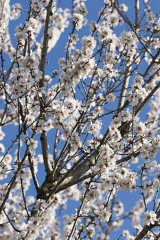 Almond tree flowers in full Spring bloom