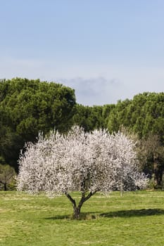 Isolated almond tree in full bloom under the sun