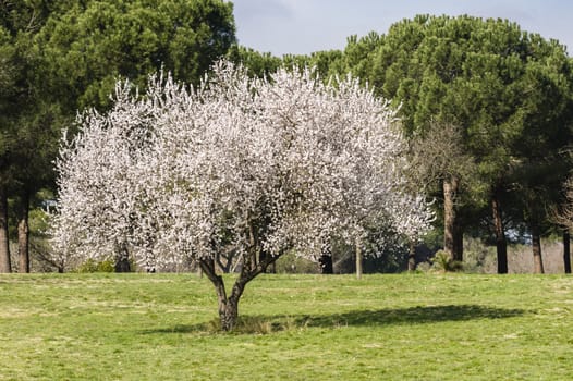 Isolated almond tree in full bloom under the sun
