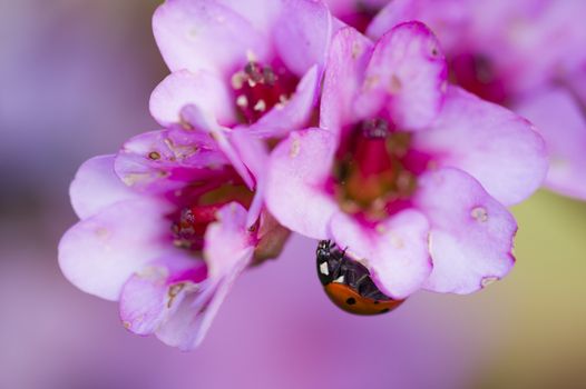Ladybug, ladybird, inside pink flowers, Adalia septempunctata