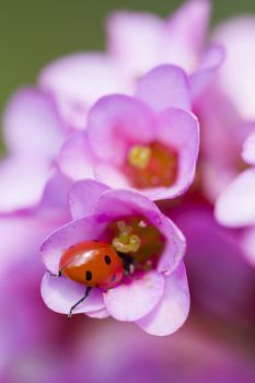 Ladybug, ladybird, inside pink flowers, Adalia septempunctata