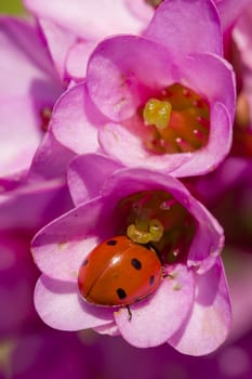 Ladybug, ladybird, inside pink flowers, Adalia septempunctata