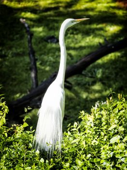 A white heron closeup