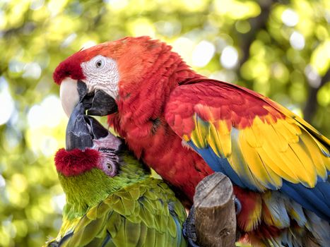 A pair of parrot kissing each other