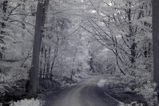 Infrared photography of a way