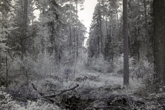 Infrared photography of a forest