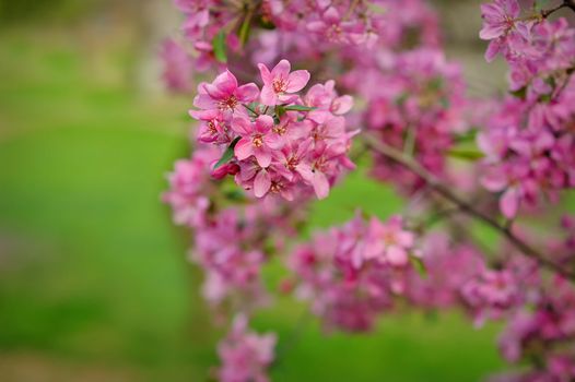 Blossoming apple-tree on a background of green grass.