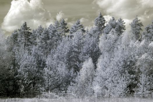 Infrared photography of a forest