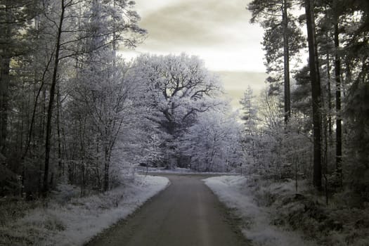 Infrared photography of a way